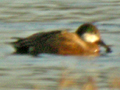 Northern Shoveler x Gadwall hybrid